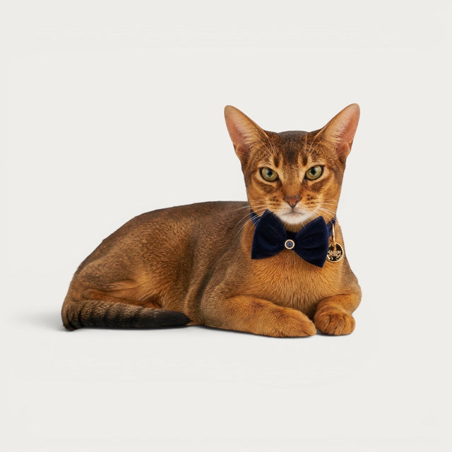Lapis Lazuli Pet Collar