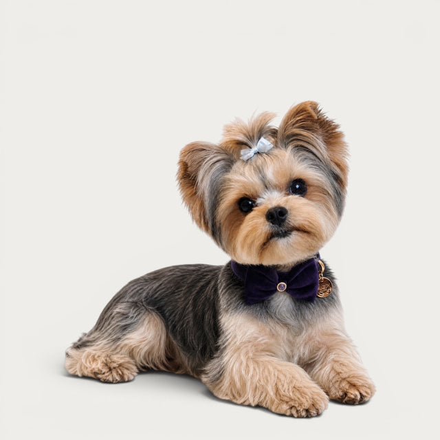 Yorkshire Terrier wearing a Maison Pupa amethyst velvet pet collar with a structured bow and gold-tone charm.