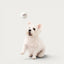 A white Westie dog looking up at a Maison Pupa cream felt tennis ball floating in the air against a neutral background.