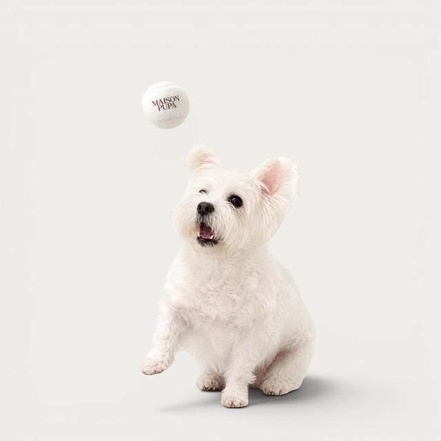 A white Westie dog looking up at a Maison Pupa cream felt tennis ball floating in the air against a neutral background.