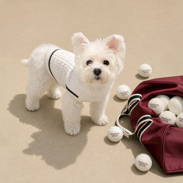 A small white dog wearing a cream sweater next to Maison Pupa tennis balls and a wine-colored mesh carry bag.
