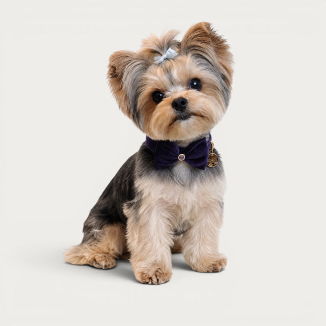 Amethyst Pet Collar