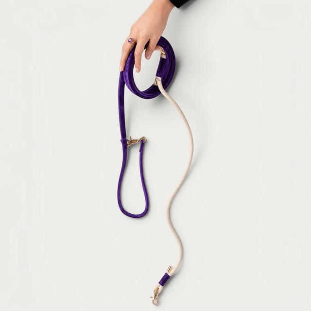 Laisse de chien en velours violet