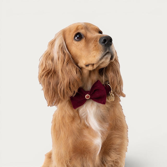 Red Agate Pet Collar