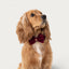 Red Agate Pet Collar