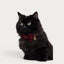 Red Agate Pet Collar